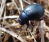 Timarcha goettingensis